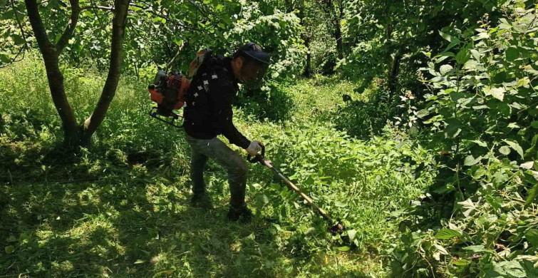 Fındık Hasat Sezonu Öncesi Temizlik Çalışmaları Başladı
