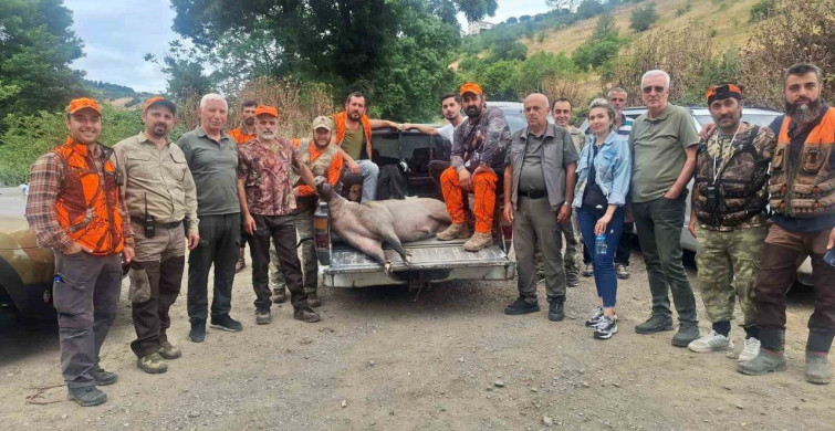 Fındık sezonu öncesi yaban domuzlarına karşı avcıların müdahalesi
