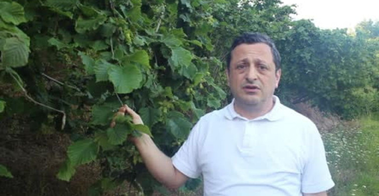 Fındıkta rekolte beklentisi olumlu, kokarca riski devam ediyor