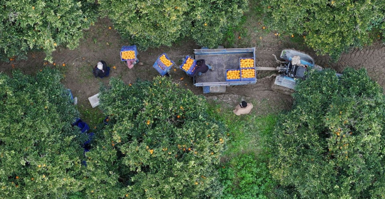 Finike'de Portakal Hasadı Devam Ediyor