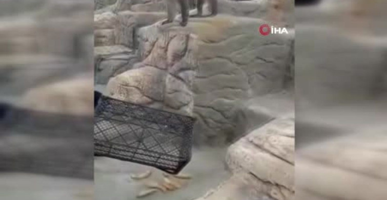 Firari Maymun İkinci Kez Yakalandı