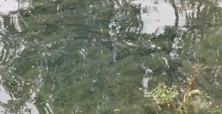 Fırat Nehri'nde Balıkların Kıyıya Akın Etmesi