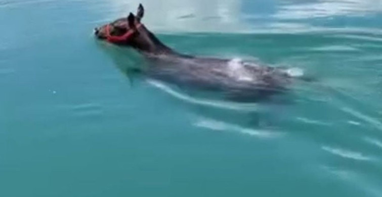 Fırat Nehri'nde Başka bir Görüntü: Yüzen At