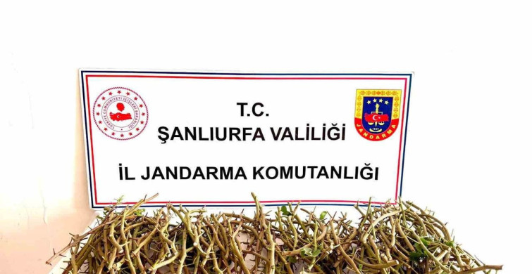 Fıstık Dalları Hırsızlığı Şanlıurfa'da Yaşandı