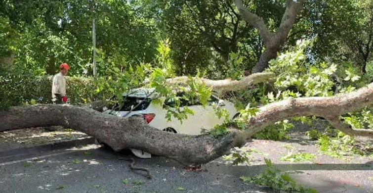 Florya'da asırlık çınar ağacı park halindeki araca devrildi