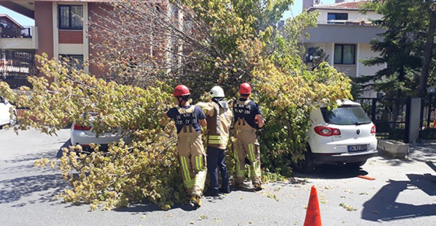 Florya'da Bir Ağaç, 3 Aracın Üzerine Devrildi