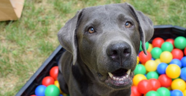 Fransa'nın Feuquieres Kasabasında Köpeklerin Havlaması Yasaklandı