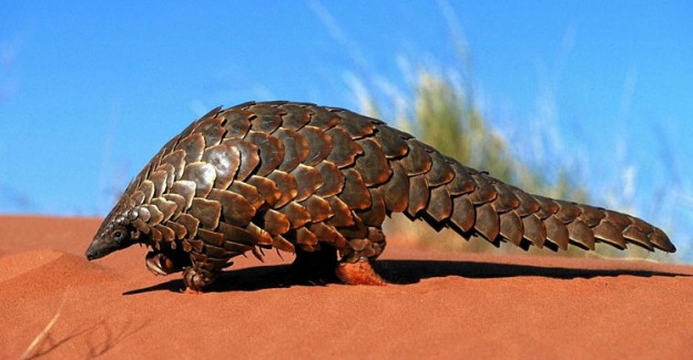 Gabon'da Pangolin ve Yarasanın Tüketim ve Satışları Yasaklandı