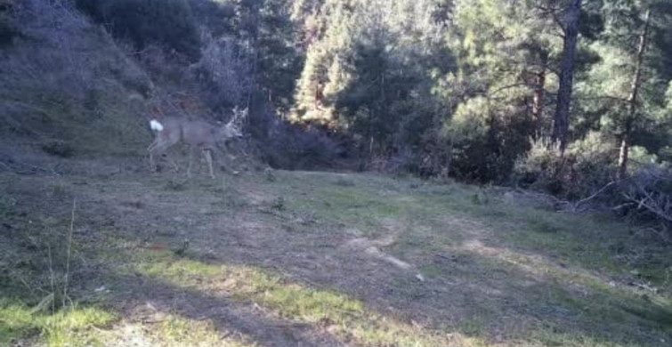 Ganos Dağı'ndaki Karacalar Kameraya yakalandı