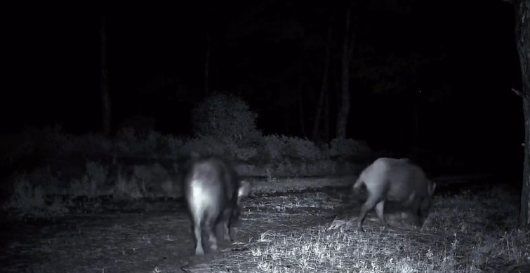Ganos Dağları'nda Domuz Sürüsü Görüntülendi