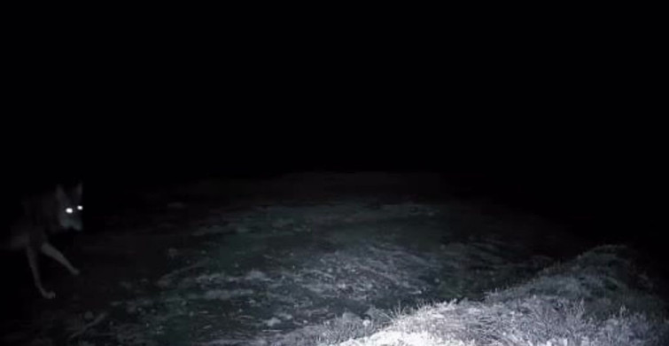 Ganos Dağları'nda Yaban Hayatı Fotokapanlarla İzleniyor