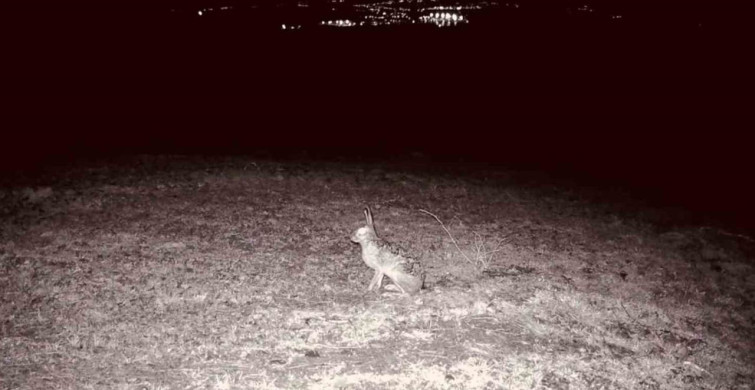 Ganos Dağları'nda Yaban Hayatı Zenginliği