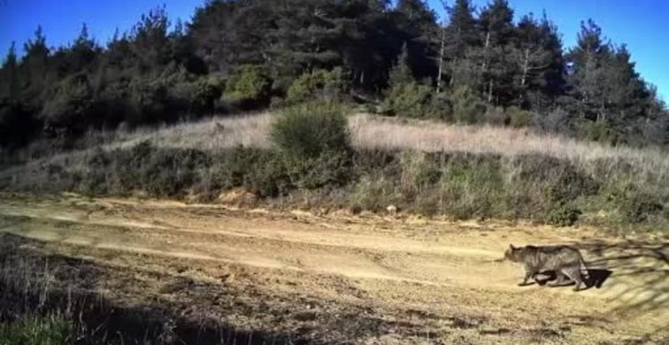 Ganos Dağları'nda Yaban Kedisi Görüntüleri