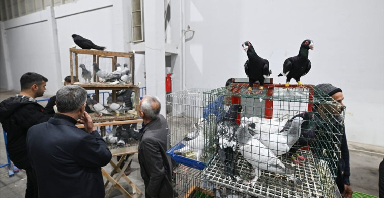 Gaziantep'te 29. Türkiye Filo Güvercin Güzellik Yarışması Düzenlendi