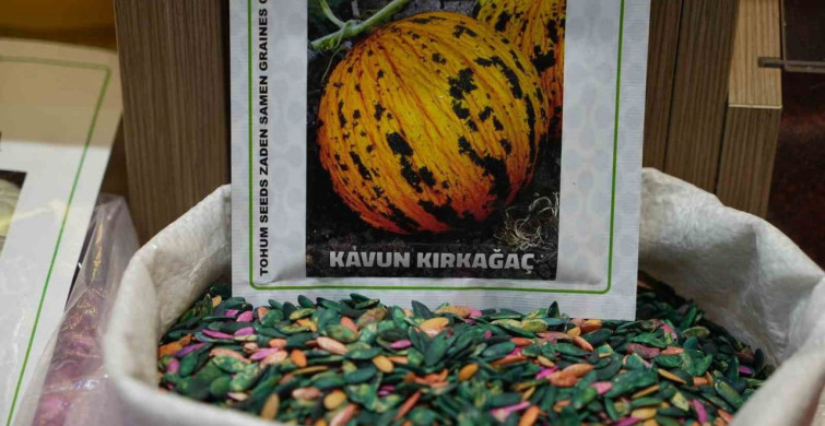 Gaziantep'te dede mesleği 3 bin dönüm arazide yaşatılıyor