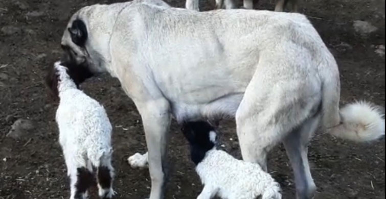 Gaziantep'te Kangal ve Kuzudan Duygulandıran Görüntü