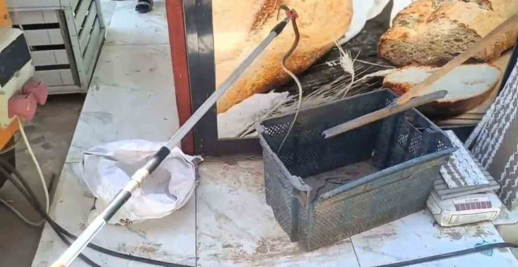 Gaziantep’te Yılan Paniği: İtfaiye Ekibi Hızla Müdahale Etti