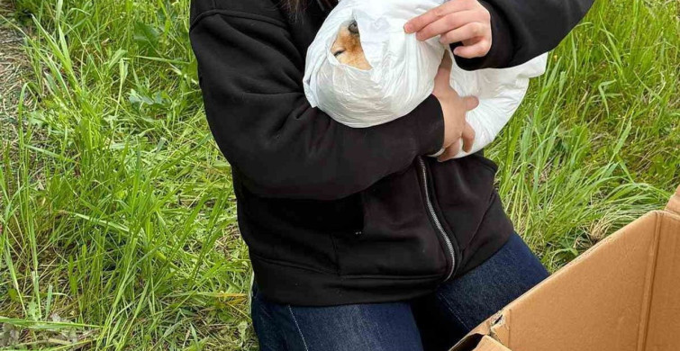 Gaziosmanpaşa'da Petshopda İhmal İddiası: Köpeği Öldü