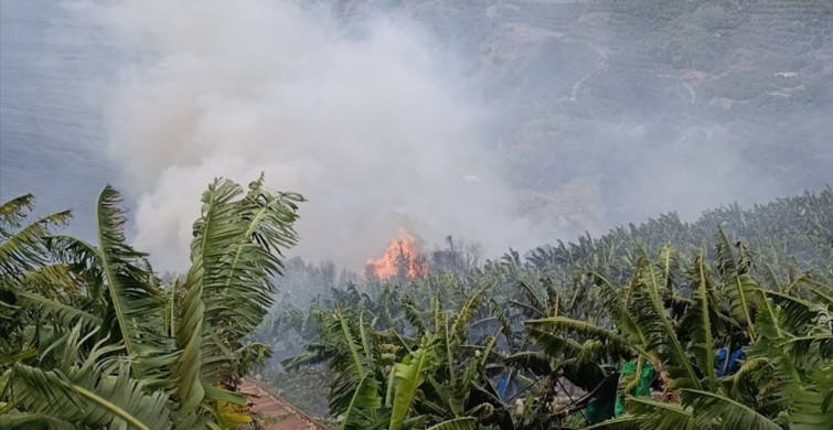 Gazipaşa'da Muz Bahçelerinde Yangın Çıkışı