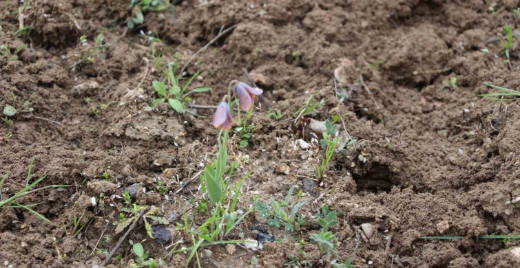 Gediz MYO'da Ters Lale Keşfi: Doğa Harikası Kampüsü Şenlendiriyor