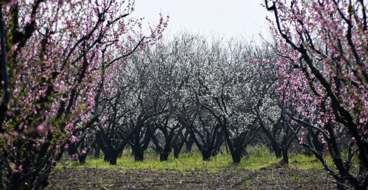 Gediz Ovası'nda Meyve Ağaçları Çiçek Açtı