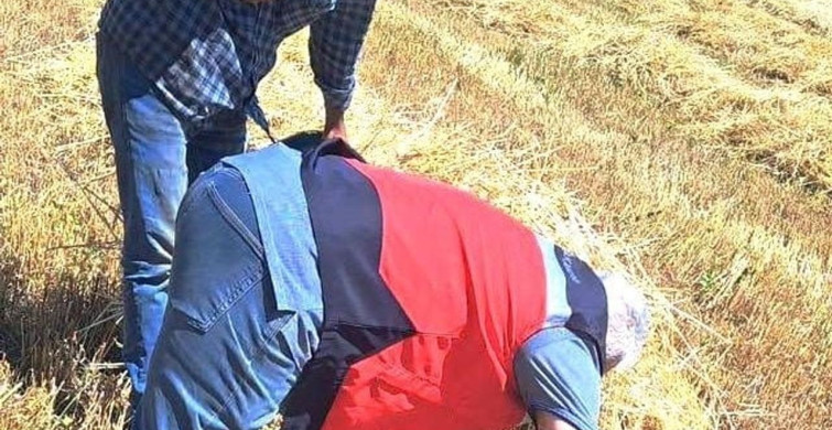 Gediz'de biçerdöverle hasat kontrolü yapıldı