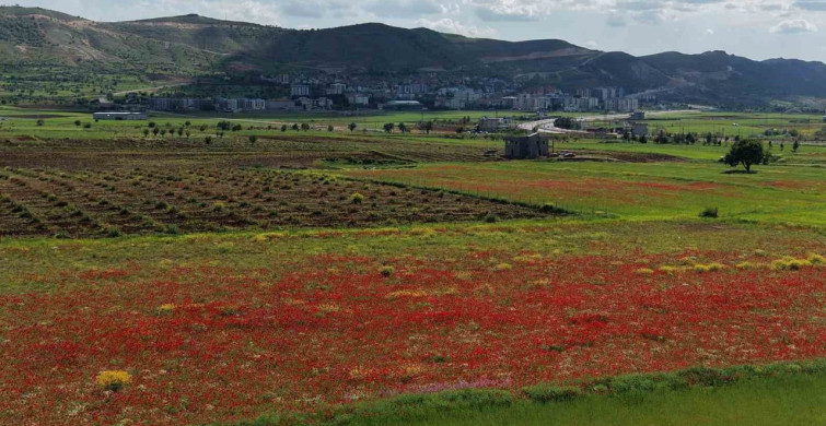 Gercüş Ovası Gelinciklerle Kırmızıya Büründü