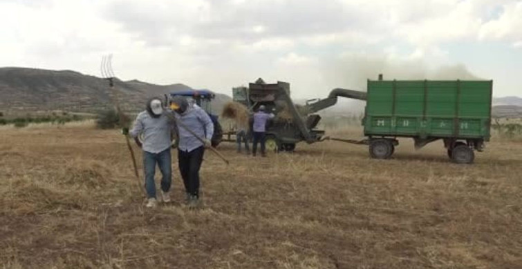 Gercüş'te kavurucu sıcakta oyun havalı mercimek hasadı