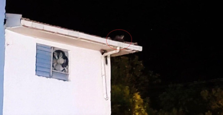 Gercüş'te Sansarların Eğlenceli Oyunu Görüntülendi