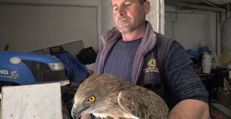 Gercüş'te Yaralı Kızıl Şahin Kurtarıldı