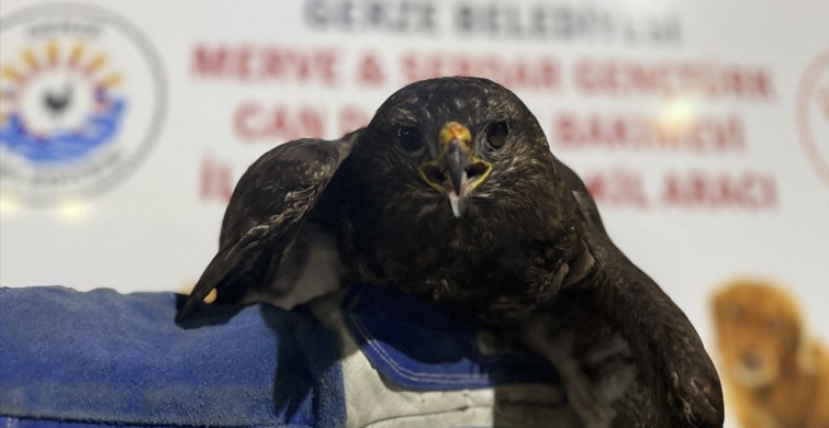 Gerze'de Yaralı Kızıl Şahin Tedavi Ediliyor