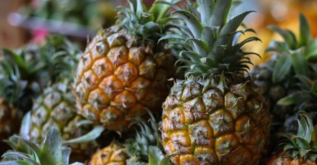 Gine'de TİKA Destekli Ananas Tarımı
