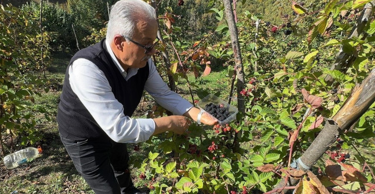 Giresun'da Ahududu ve Böğürtlen Projesi Ek Gelir Sağlıyor