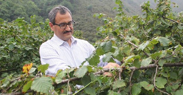 Giresun'da Fındık Hasadı Törenle Başladı