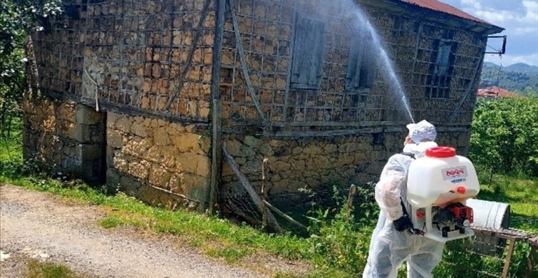 Giresun'da Kahverengi Kokarca ile Mücadele Devam Ediyor