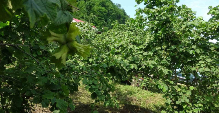 Giresun'da kahverengi kokarcaya karşı samuray arıları doğaya salındı