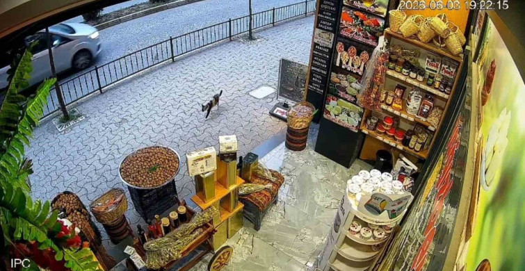 Giresun'da Kedinin İlginç Macerası: Cevizler Yola Saçıldı