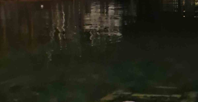Giresun'da su samurları balığa gelirken görüntülendi