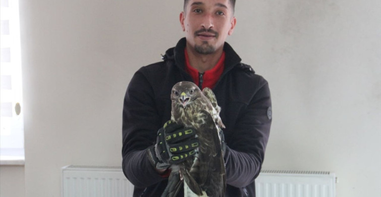 Giresun'da Yaralı Kızıl Şahin Tedavi Altına Alındı