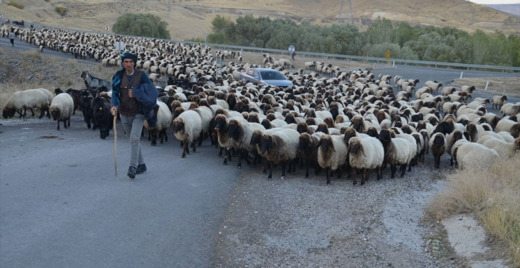 Göçerlerin Yayla Dönüşü Devam Ediyor Göçerlerin Yayla Dönüşü Devam Ediyor
