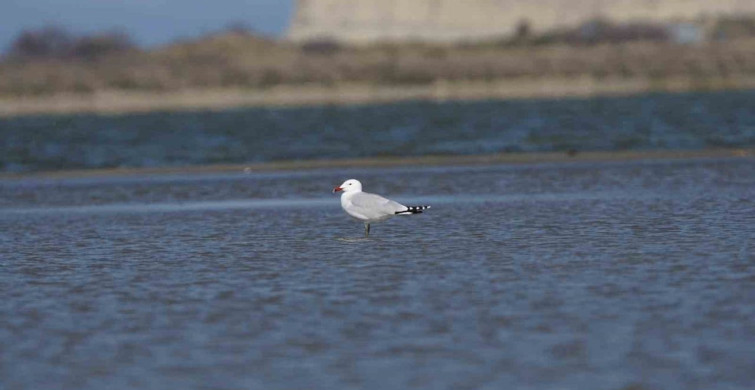 Gökçeada’da En Büyük Ada Martısı Kolonisi Keşfedildi