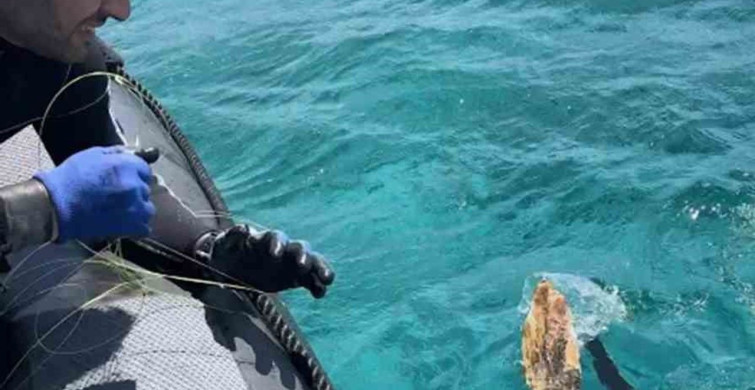Gökova Körfezi'nde kaplumbağa kurtarma operasyonu