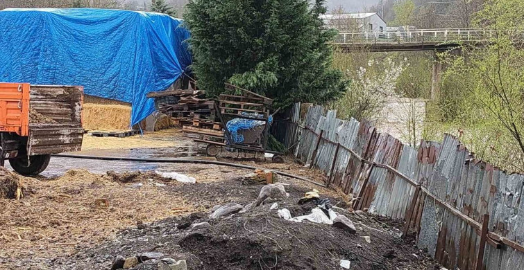 Gölcük'te Hayvansal Atık Skandalı