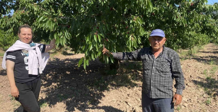 Gölpazarı'nın 46 yıllık 'Napolyon' kirazı hasadında sona gelindi
