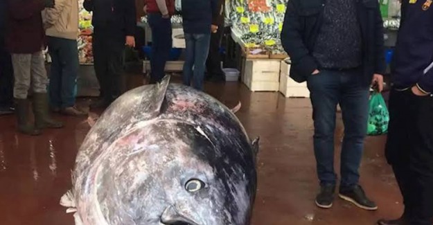 Görenlerin Ağzı Açık Kaldı! 450 Kiloluk Orkinos
