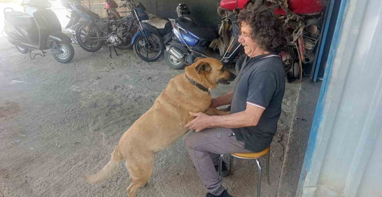 Gözleri Görmeyen Köpeğe 13 Yıldır Bakıyor
