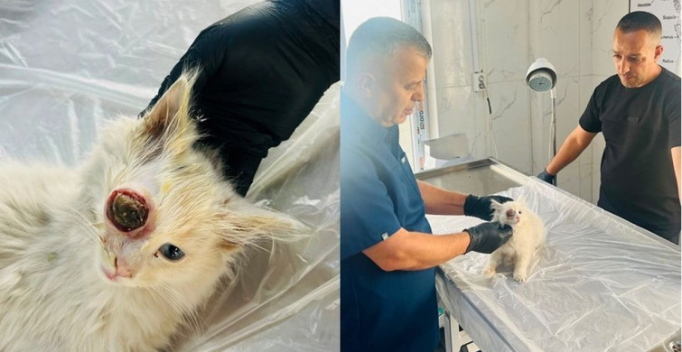 Gözü Dışarı Çıkan Kedi Ameliyatla Kurtarıldı