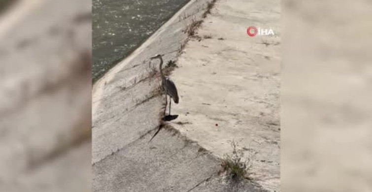 Gri balıkçıl ile martı aynı karede av bekledi
