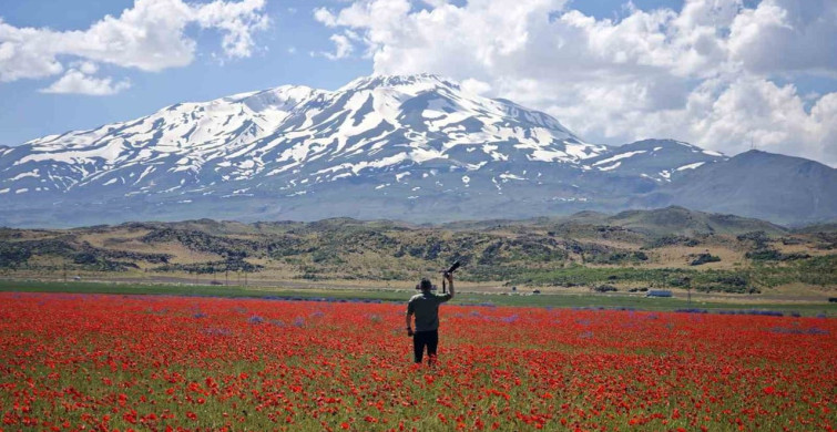 Gülistan Ovası, gelinciklerle kırmızıya büründü