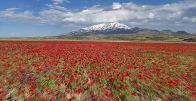 Gülistan Ovası gelinciklerle kırmızıya büründü